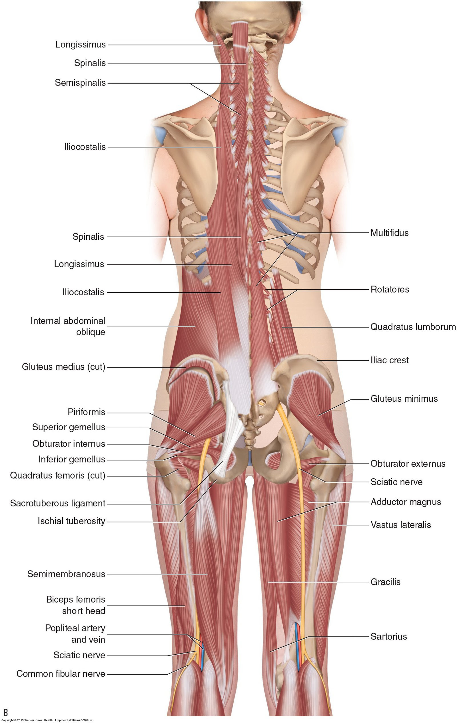 Muscles Of The Lumbar Spine Of The Trunk