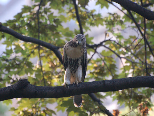 Red-Tail Fledgling