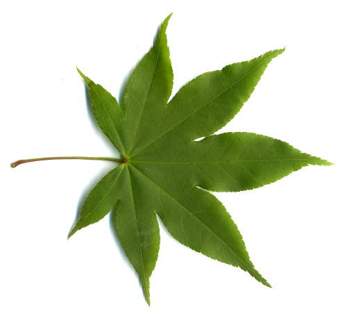 カエデ科カエデ属オオモミジ 学名 Acer Amoenum