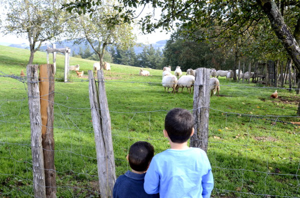 Fotos de Goierri, Teo y Oriol mirando ovejas
