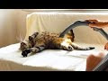 This Cat Must Have Been A Carpet In His Past Life. Just Watch How Much He Enjoys Being Vacuumed