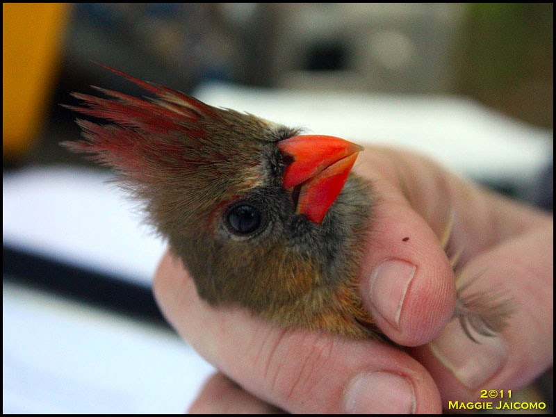 Northern Cardinal
