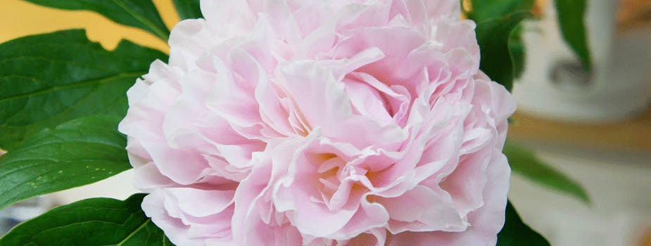 芍薬 シャクヤク 花言葉