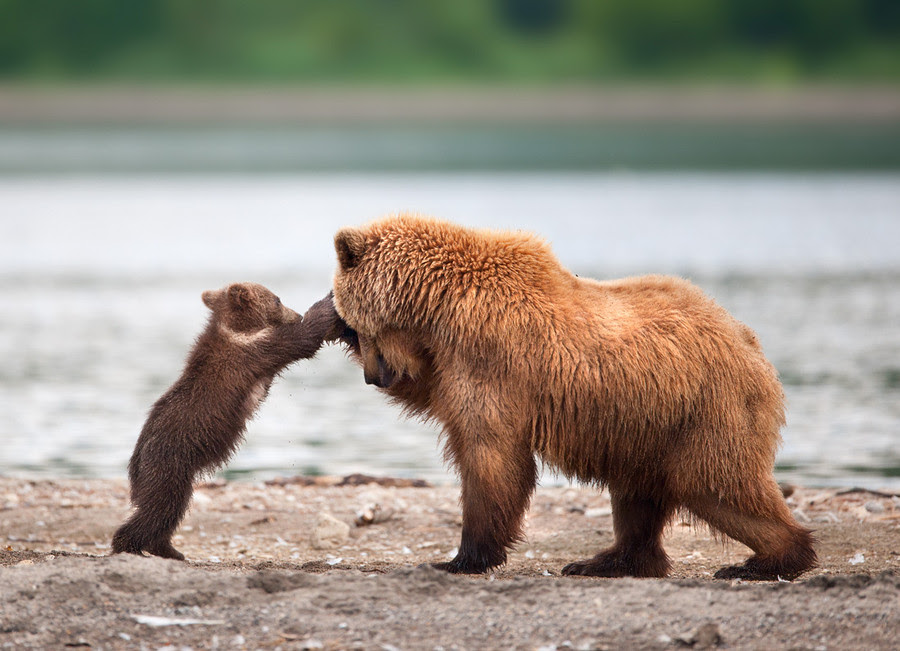 brown bear, mother, kid