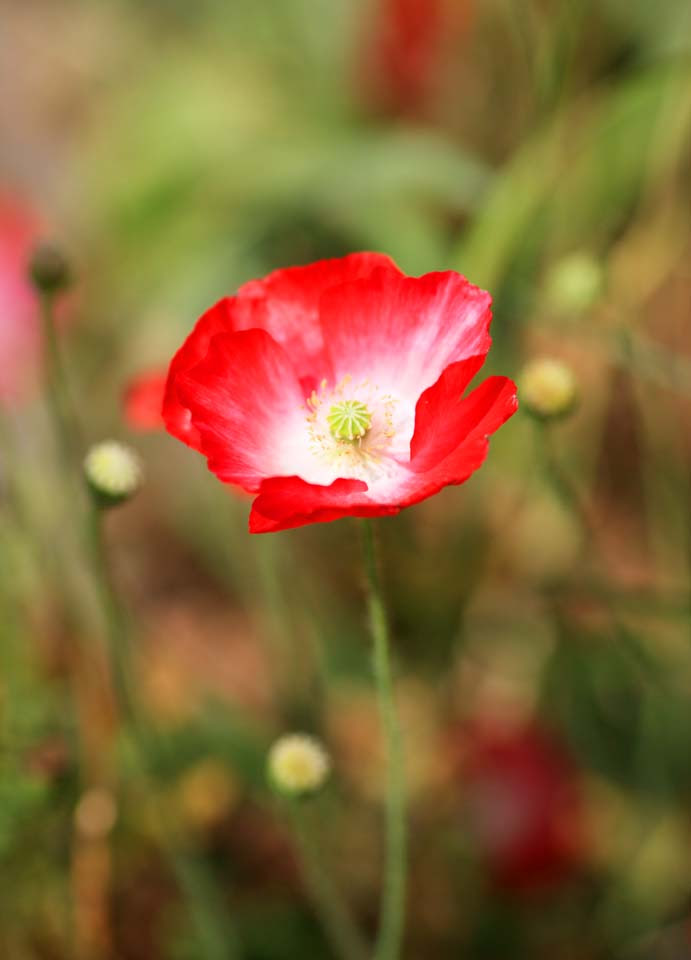 ゆんフリー写真素材集 No ケシの花 中国 松藩