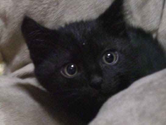 みゆき楽団歳時記 魔女宅の黒猫 ジジ のような子猫の黒ちゃん 今日 無事にお届け