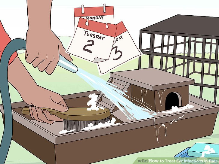 Treat Ear Infections in Rats Step 17.jpg