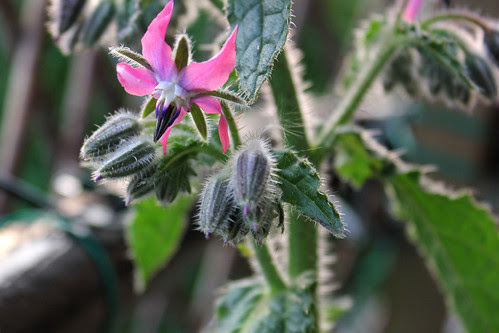 Borage flower
