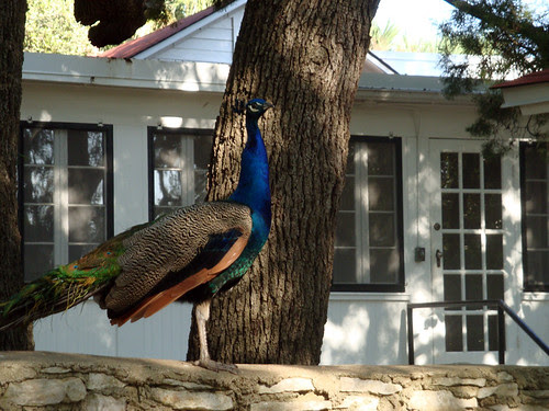 peacock_poised