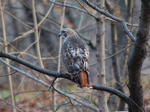 Tristan Hunting in Central Park's North Woods