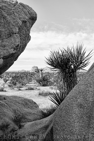 Black and white study, Joshua Tree National Park, California, USA