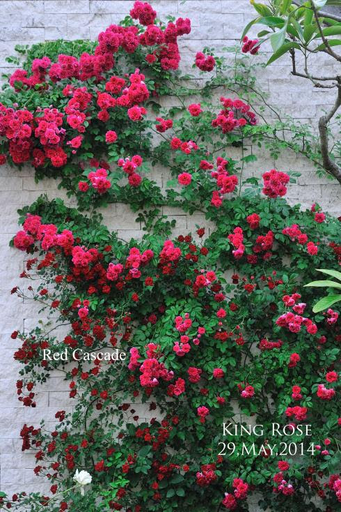 我が家のつるバラの中でも最も好きかもしれない キング ローズ Change My Garden Change My Life