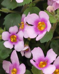 花 バコパ 1月16日の花と花言葉 バコパ 魅る魅るガーデニング