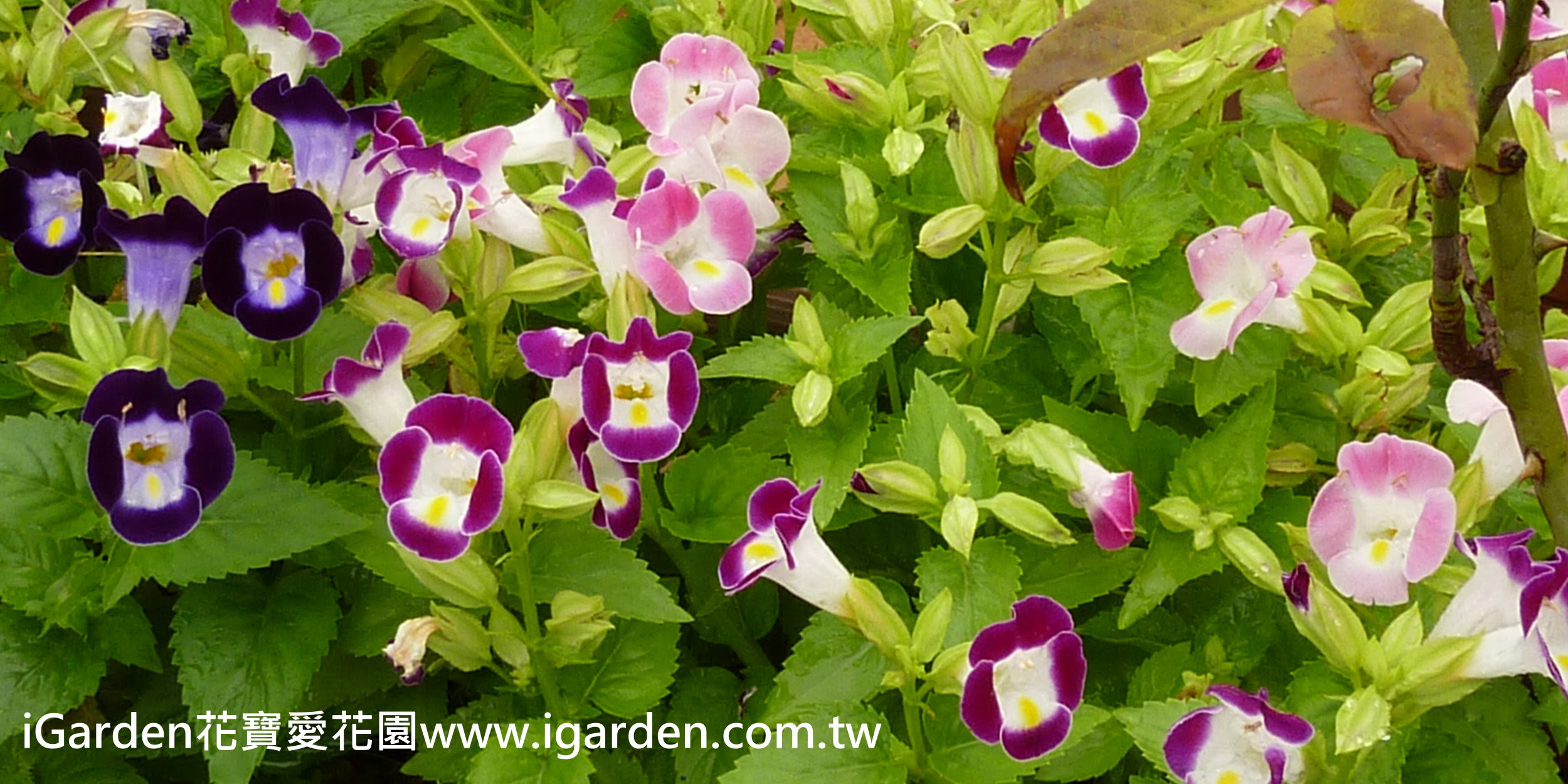 第639回花謎擂台 | iGarden花寶愛花園