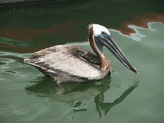 pelican3