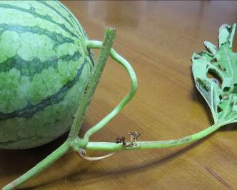 野菜を食べやさい 小玉スイカの収穫時期 軸のうぶ毛がなくなったとき 農法 14 8 24