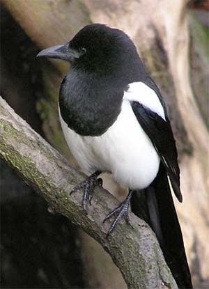 European Magpie
