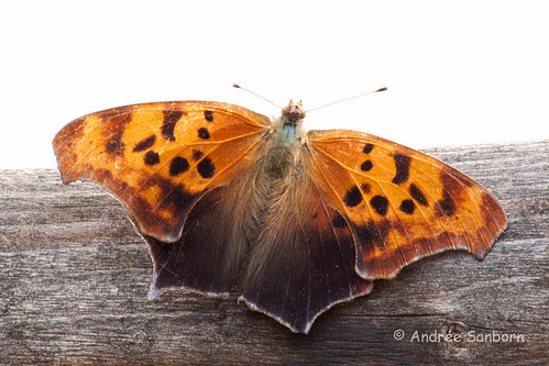 Question Mark Butterfly (Polygonia interrogationis)-7.jpg