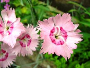 クローブピンク 自然と暮らす ハーブ