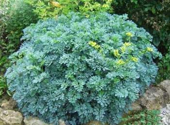 Treat Cancer With Lemon Juice Prostate Cancer Treatment