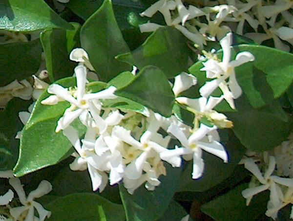 Piante da vaso: Trachelospermum, Ryncospermum jasminoides, Trachelospermum asiaticum ...