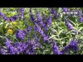 画像 紫 お花 193262-紫 花 花言葉