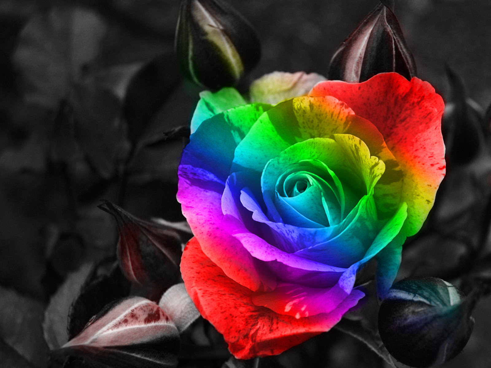 Rainbow Roses Wallpaper WallpaperSafari Rainbow Roses Wallpaper WallpaperSafari