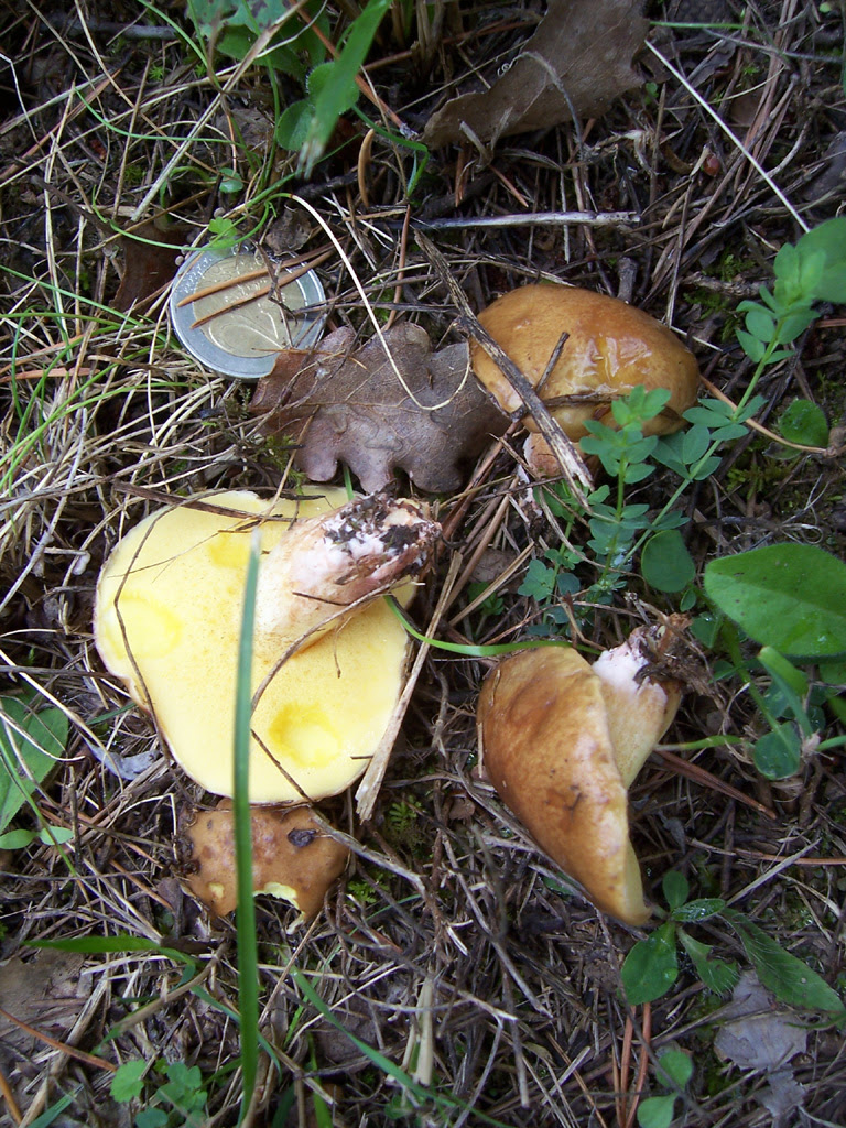 Champignons bolets : Nonette voilée (Suilus luteus)