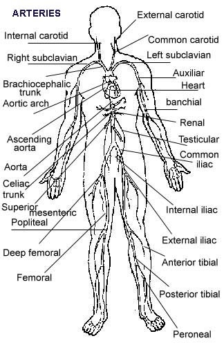 human circulatory system heart. Circulatory+system+heart