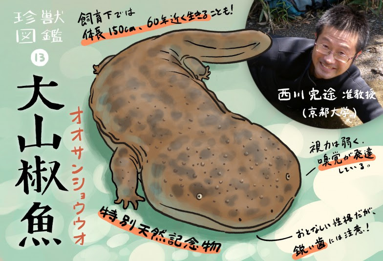 珍獣図鑑 13 意外にも子煩悩 特別天然記念物オオサンショウウオの個性的な生態にせまる ほとんど0円大学
