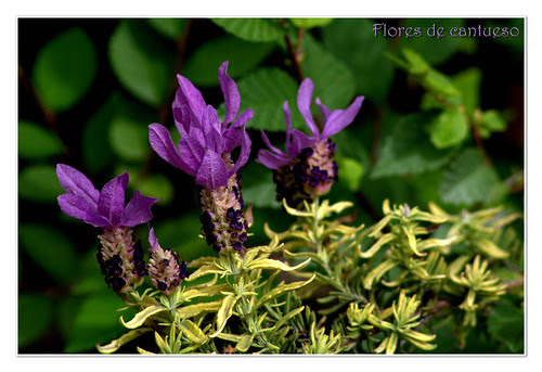 flores de cantueso