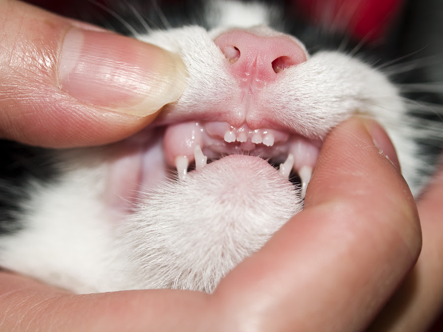 Gingivitis In Cats - What Are The Causes? - Cat Health | CatLoversDiary.com