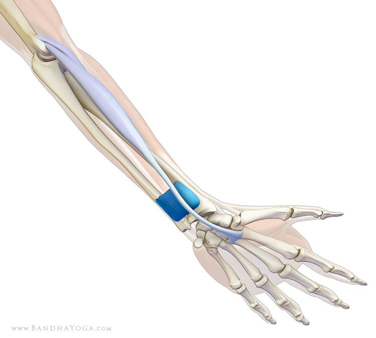 pronator quadratus and flexor carpi radialis