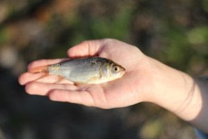 鯉 コイ と鮒 フナ と金魚の違いや見分け方は 特徴 寿命は Asapアニマルニュース