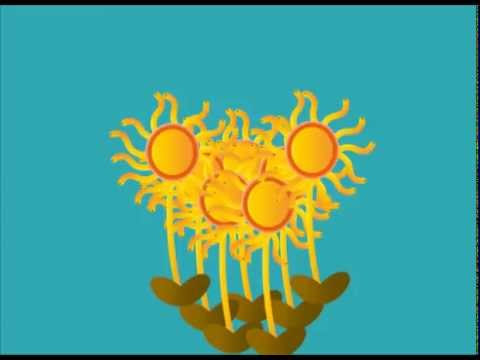 Coral Reefs -  The Underestimated Natural Resource 