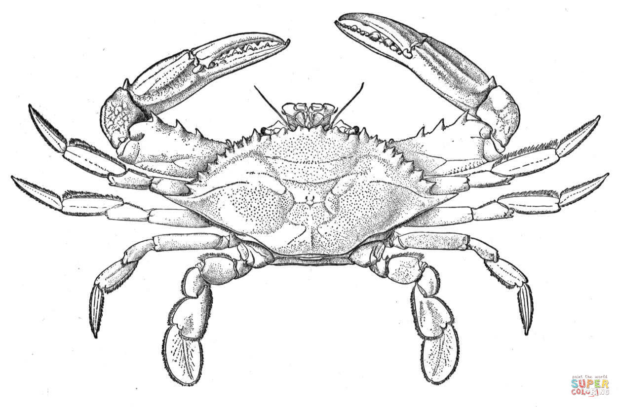 Atlantic Blue Crab coloring page | Free Printable Coloring ...