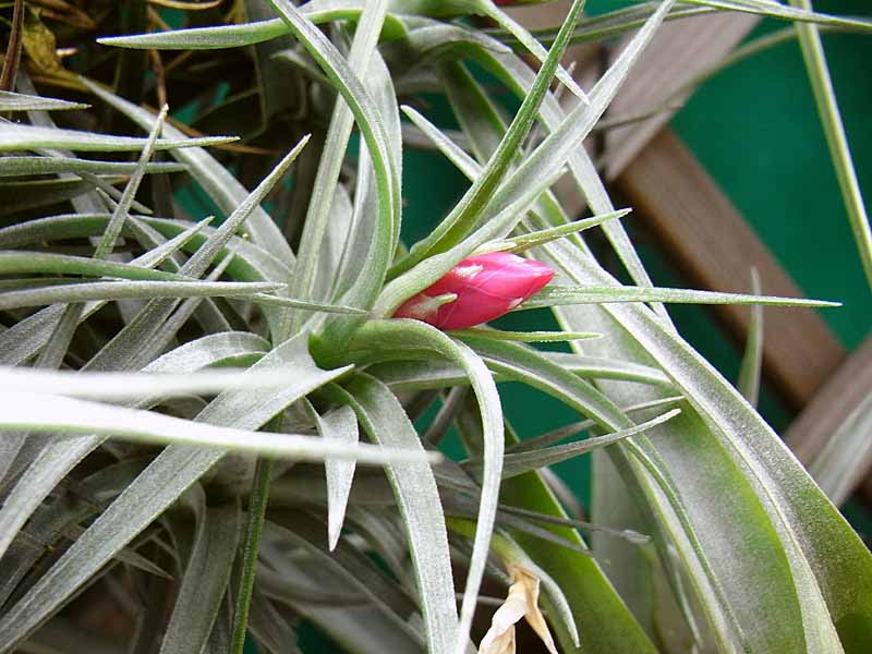 ティランジア アエラントス Tillandsia Aeranthos