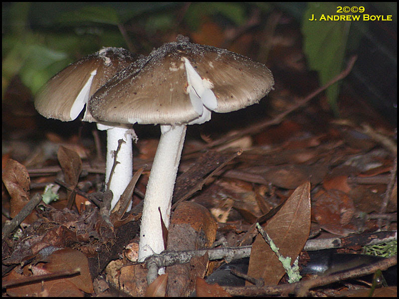 Fungus