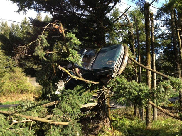 Motorista parou carro em cima de árvore após acidente em Sherwood, no estado do Oregon (Foto: Caters)