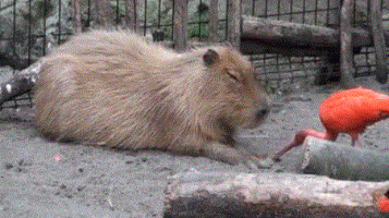 bird beaks capybara up the nose GIF