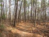 moutain biking,chicopee woods,singletrack
