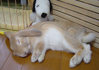 うさぎな毎日 うさぎらいふ アーカイブ