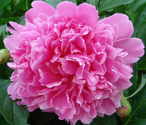 Peony