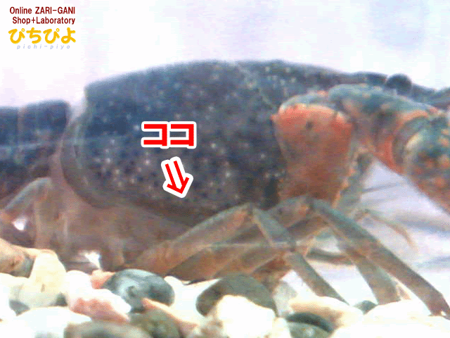 ザリガニ ショップ ラボラトリー ぴちぴよ ザリガニの生態 ザリガニの脱皮 脱皮のはじまり