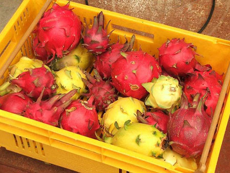 Dragon Fruit