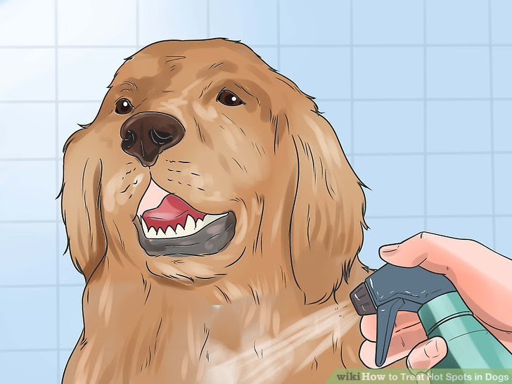Treat Hot Spots in Dogs Step 9.jpg