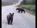 Видео Russian BEAR