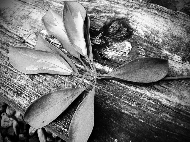 Monochrome Leaf