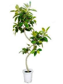 フィカス アルテシマの育て方 自然と暮らす 観葉植物