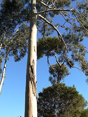 immenses eucalyptus.jpg